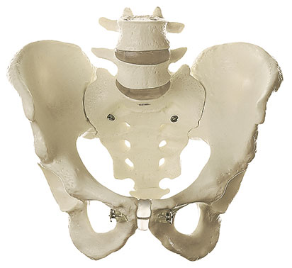 Skeleton of Male Pelvis