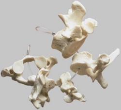 Collection of Vertebrae