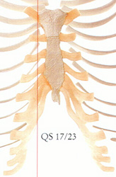 Brustbein mit Rippenknorpel