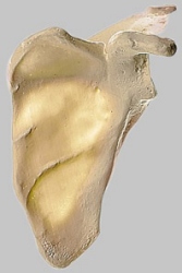 Scapula