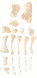 Fußknochen