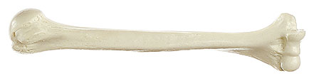 Humerus