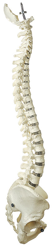 Vertebral Column with Pelvis