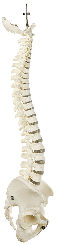 Vertebral Column with Pelvis