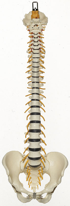 Vertebral Column with Pelvis