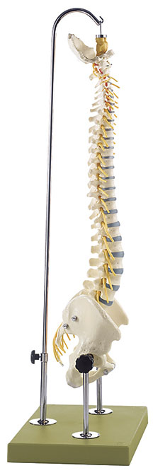 Vertebral Column with Pelvis