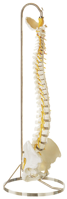 Vertebral Column with Pelvis