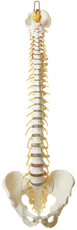 Vertebral Column with Pelvis