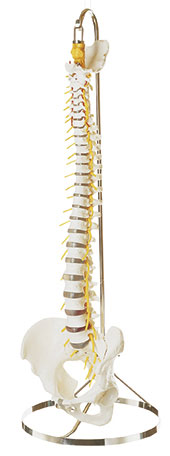 Vertebral Column with Pelvis