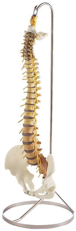 Vertebral Column with Pelvis