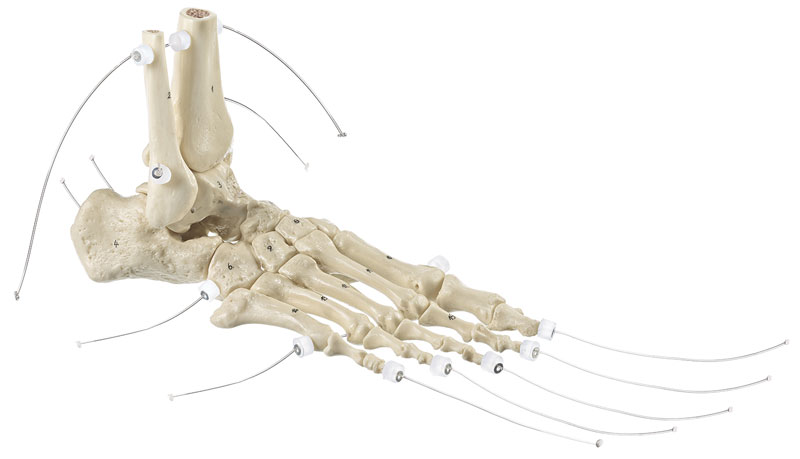 Skeleton of the Foot
