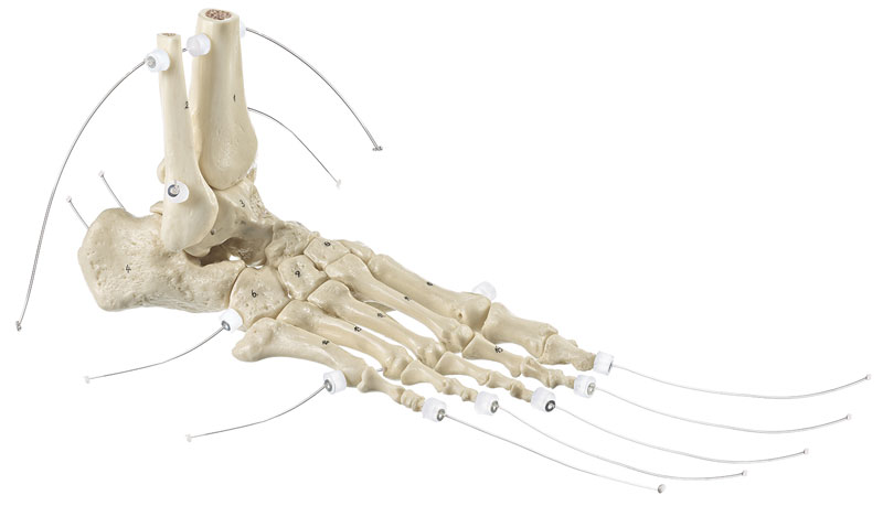 Fuß - Skelett