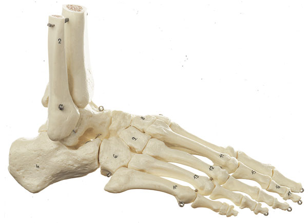 Fuß - Skelett