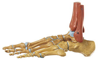 Fuß - Skelett, rechts