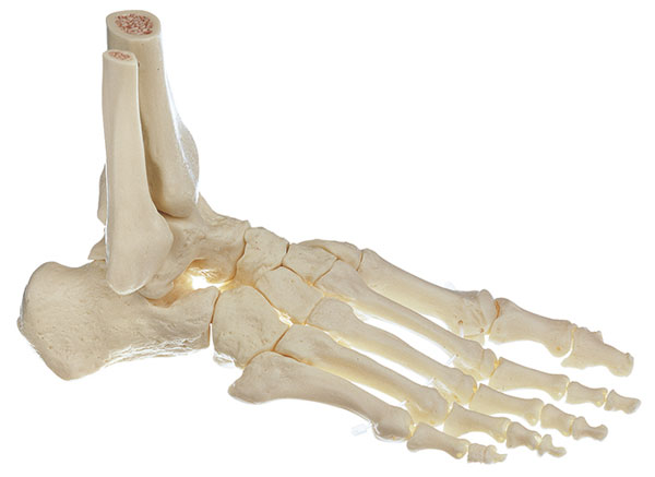 Skeleton of the Foot, Right