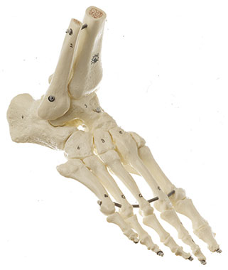 Skeleton of the Foot (Flexible Mounting)