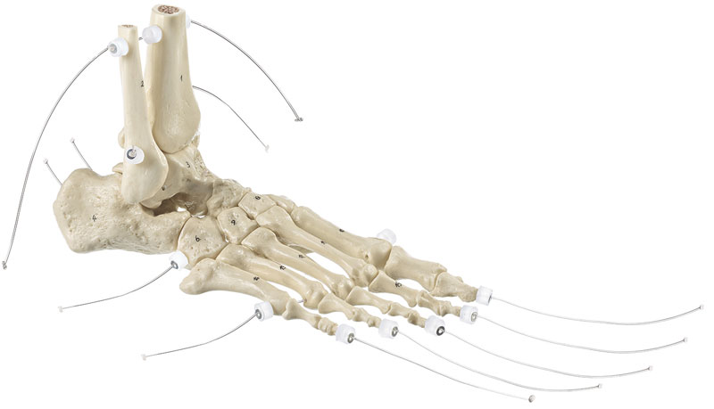 Fuß - Skelett auf Nylon