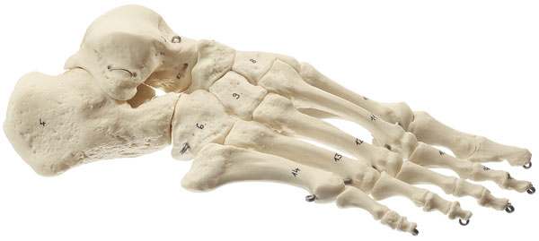 Skeleton of the Foot (Rigid)