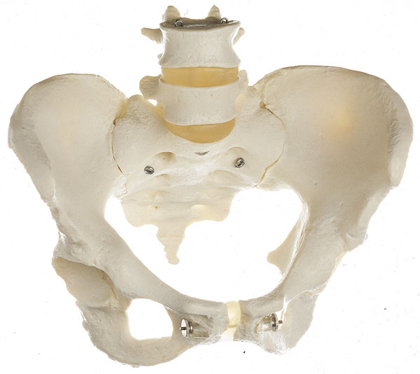 Skeleton of Female Pelvis