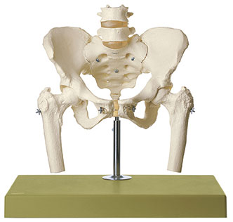 Skeleton of Female Pelvis