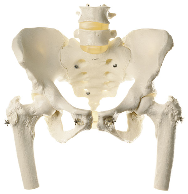 Skeleton of Female Pelvis