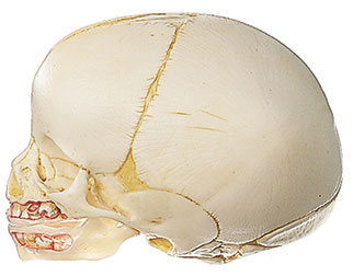 Artificial Skull of a Fetus