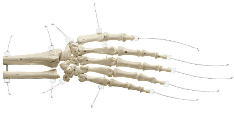 Hand-Skelett mit Unterarmansatz