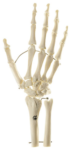 Skeleton of Hand with Base of Forearm