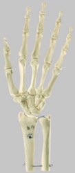 Skeleton of the Hand with Base of Forearm (Rigid) 