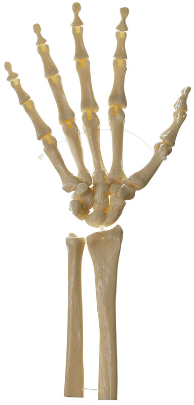 Hand-Skelett, rechts