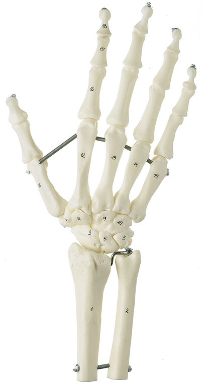 Hand-Skelett mit Unterarmansatz