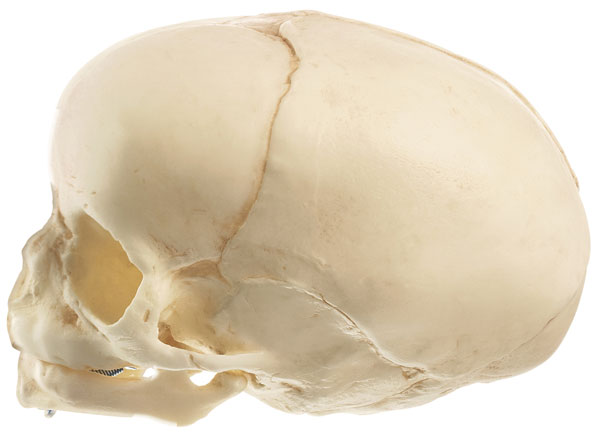 Artificial Skull of a Fetus