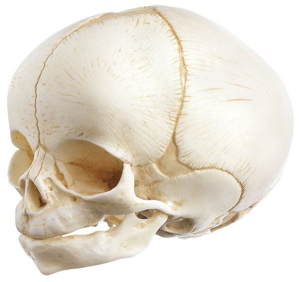 Artificial Skull of a Fetus