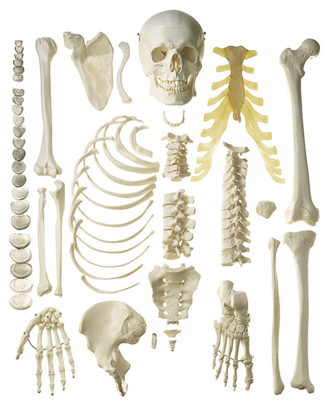 Skelett, männlich (unmontiert)