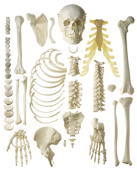 Unmounted Human Skeleton