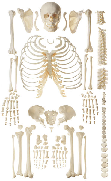 Unmounted Human Skeleton