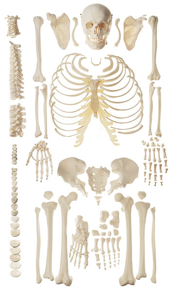 Unmounted Human skeleton, female