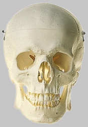 Schädel zu SOMSO-Skelett, männlich