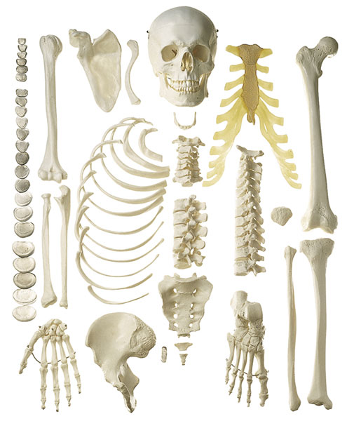Skelett, männlich (unmontiert, hälfte)