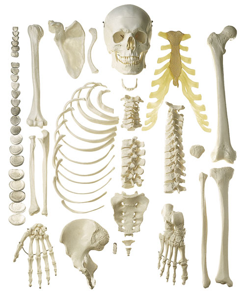 Unmounted Human Half-Skeleton