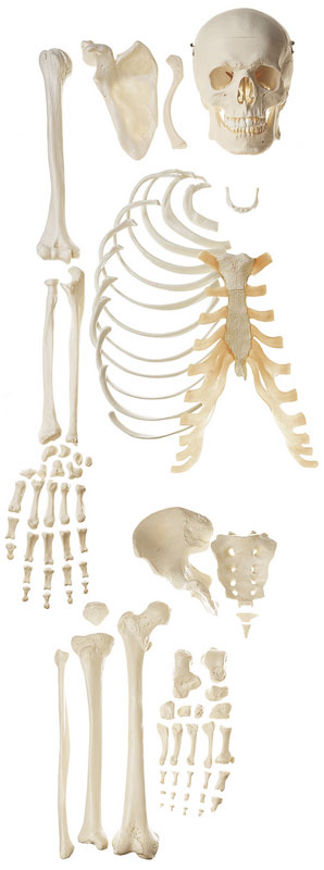 Unmounted Human Half-Skeleton