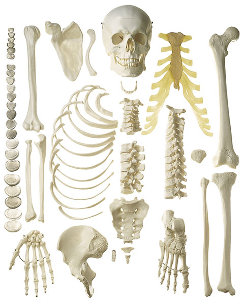 Skelett, weiblich (unmontiert, hälfte)