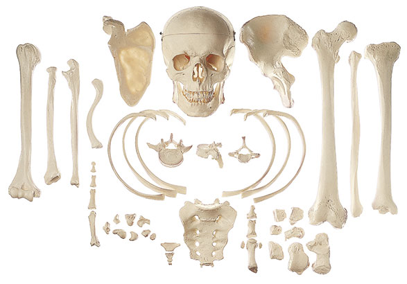Collection of Typical Human Bones