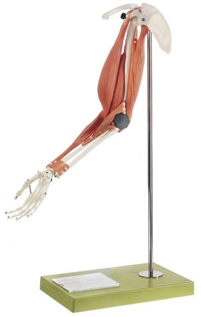 Movement of Muscles in the Upper Arm and Forearm