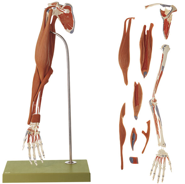 Demonstration Model of the Arm Muscles
