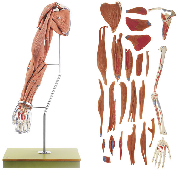 Modell der Armmuskeln