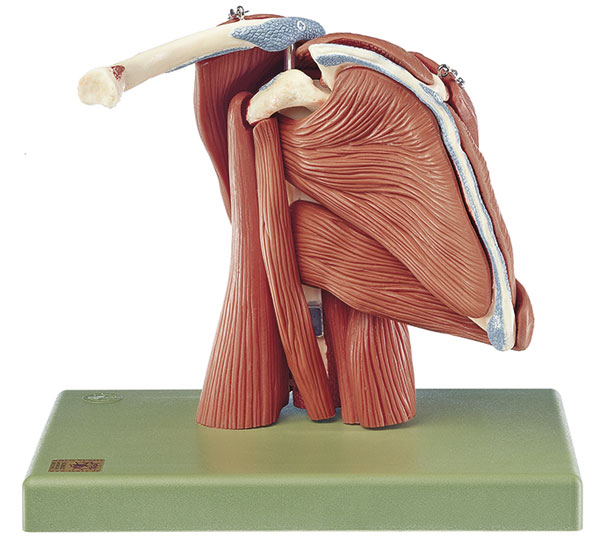 Schultermuskulatur - Demonstrationsmodell