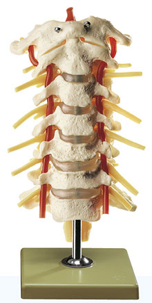 Cervical Vertebral Column