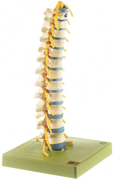 Thoracic Vertebral Column