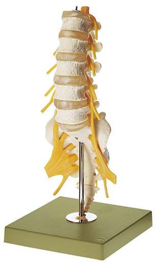 Lumbar Vertebral Column